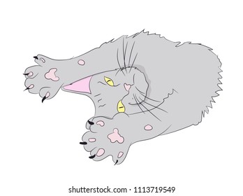 cat color, vector, white background