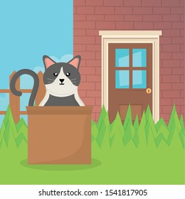 Cat Coming Out Cardboard Box House Garden Pet Care Vector Illustration