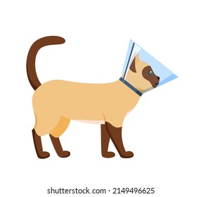 Cat in cone collar, siamese cat wrapped in Elizabethan collar, protection from licking for pet after treatment, cone of shame, vector