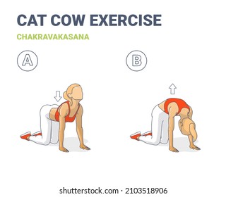 Cat Cow Exercise, Female Home Workout Routine Guidance. Colorful Concept of Girl Chakravakasana Yoga Pose Young Woman in Sportswear top, sneakers, and leggings do the fitness exercise.