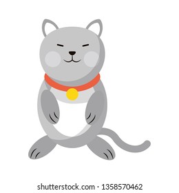Cat cute animal
