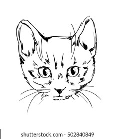 cat, cute kitten sketch vector illustration, Hand Drawn Illustration of cat. 