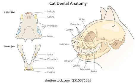 cat dental anatomy, showing labeled incisors, canines, premolars, and molars in both upper and lower jaws hand drawn schematic vector illustration. Medical science educational illustration