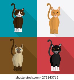 Cat design over colorful background, vector illustration.