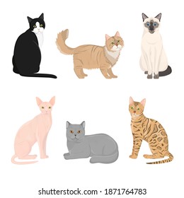 Cat different breeds set.Vector illustration isolated on white background.