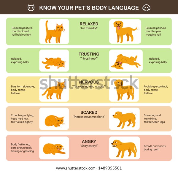 Cat Dog Body Language Comparison Educational Stock Vector (Royalty Free