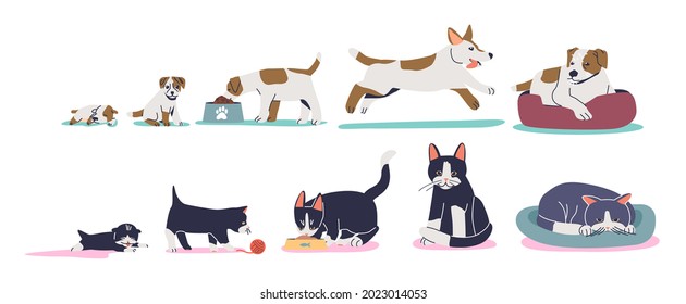 Cat and dog growth stages from small kitten or puppy to adult cat and dog domestic pet development. Home friend growing process concept. Cartoon flat vector illustration