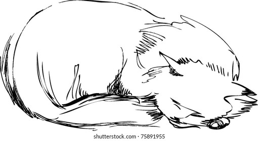 cat dozing on the floor