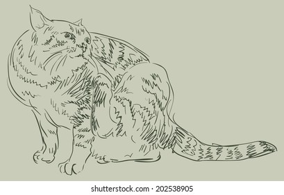 Cat drawing, simple vector sketch.