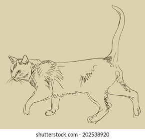 Cat drawing, simple vector sketch.