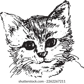 Cat drawn. face of cat. Sketch draw by black ink