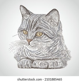 Gato dibujado en un estilo gráfico, como elemento para el diseño del embalaje para la alimentación animal.