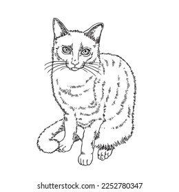  Cat drawn in ink isolated on a white background,vector illustration
