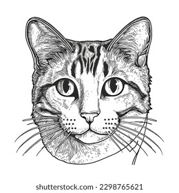 A cat drawn in simple pen and ink. vector illustration, white background, label, sticker, t-shirt design