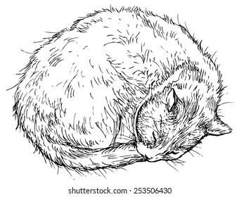 Cat, drawn vector illustration isolated on white stylized engraving