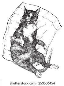 Cat, drawn vector illustration isolated on white stylized engraving