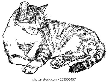 Cat, drawn vector illustration isolated on white stylized engraving