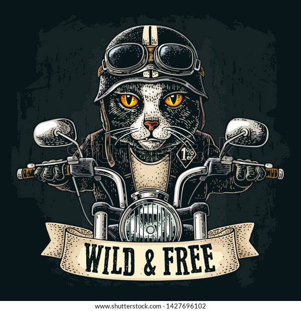 gato en moto