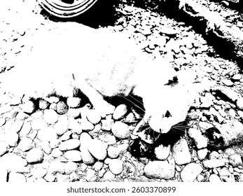 a cat is eating in the yard, around it there are small stones