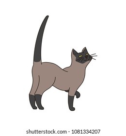 Cat in expectant attitude. Vector illustration