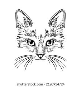 Cat face character, kitten, animal muzzle, Vector illustration