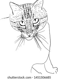 Cat face drawing handmade with brush and Chinese ink. Vector