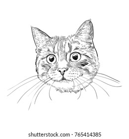 Cat face with long whiskers isolated on white background. Cute kitty head hand drawn sketch.