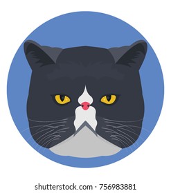
Cat face. A pet animal 