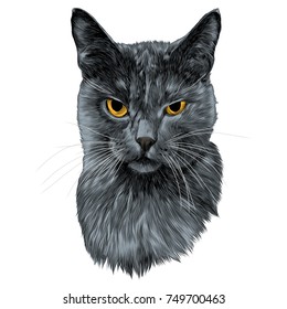 the cat face sketch vector graphics color picture