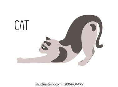 The cat is a family of felines. Title. Vector flat illustration of animal isolated on white background.