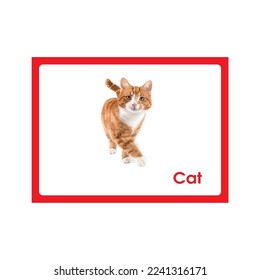 Cat, FLash Card Printable and used with many different themes