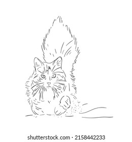 Cat with a fluffy tail. Vector line art drawing. Sketched illustration. 