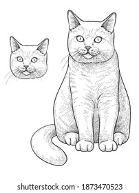 Dibujo a mano alzada de gato. Ilustración vectorial aislada.