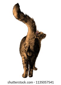 the cat is in a full-length rear view on the ass with a raised tail and visible genitals balls, sketch vector graphics color illustration on white background