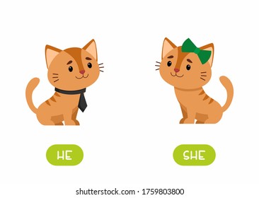 Cat girl and cat boy  illustration with typography. She and he antonyms flashcard vector template. Word card for english language learning with flat characters. Opposites concept. 
