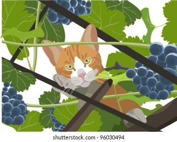 Cat in the grapes