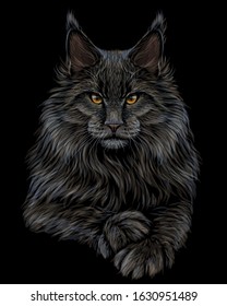 Cat. Graphic, artistic, hand-drawn, color sketch portrait of a Maine Coon cat on a black background.