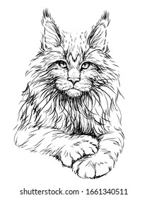 Cat. Graphic, artistic, hand-drawn sketch of a Maine Coon cat on a white background.	