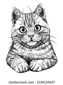 
Cat. Graphic, hand-drawn, black and white sketch of a cat on a white background.