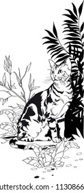 Cat in the grass