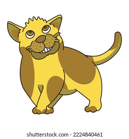 cat with a grin staring up