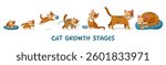 Cat growth. Cute kitten character and adult cat, cartoon pet, adorable domestic animals changing and growing process. Vector cats life cycle.