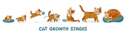 Cat growth. Cute kitten character and adult cat, cartoon pet, adorable domestic animals changing and growing process. Vector cats life cycle.