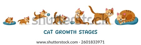 Cat growth. Cute kitten character and adult cat, cartoon pet, adorable domestic animals changing and growing process. Vector cats life cycle.