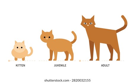 Cat growth cycle vector illustration showing the three stages of life from kitten to juvenile and adult on white background.