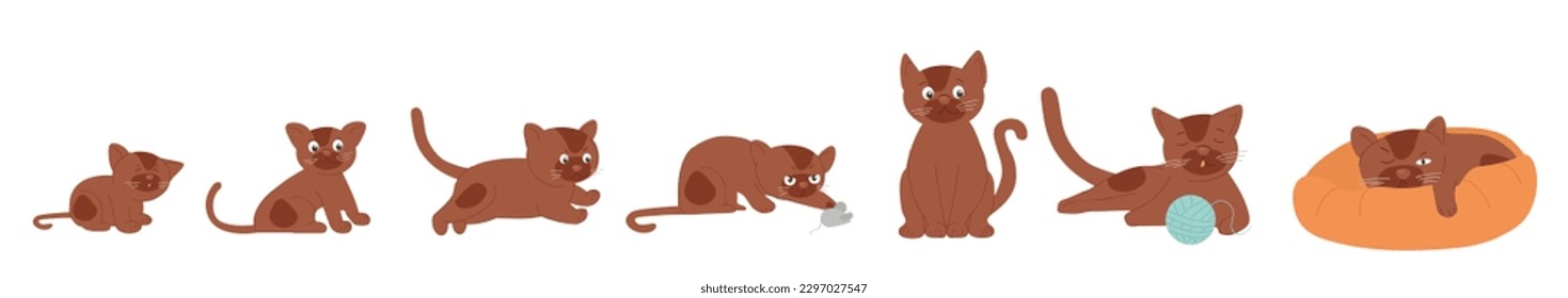 Juego de crecimiento de gatos. Colección de gatitos con bola, personajes juguetones. Etapas de desarrollo, biología. Mascota y animal doméstico. Ilustraciones de caricaturas de vectores planos aisladas en fondo blanco