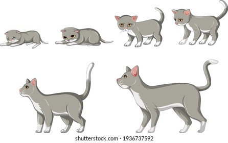 Cat growth stage on white background illustration