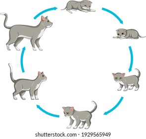 Cat growth stage set on white background illustration