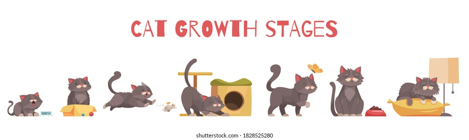 Kat groeistadia samenstelling met set van geïsoleerde pictogrammen met karakters van kitten in verschillende situaties vectorillustratie