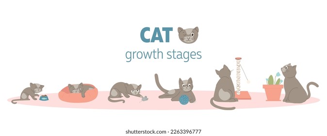 Cat growth stages. Kitten eats and drinks from bowl, sleeps in couch, sharpens its claws on scratching post, plays with ball and smells plant. playful character. Cartoon flat vector illustration